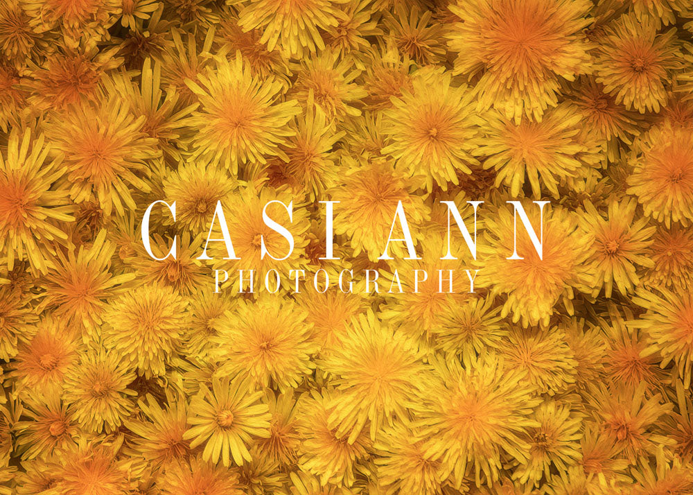 Avezano Art Dandelions Photography Backdrop Designed By Casi Ann-AVEZANO