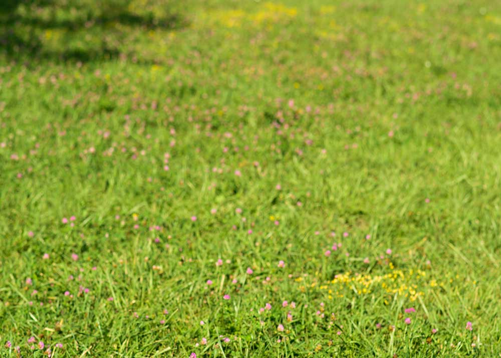 Avezano Fleurs de printemps pour maisons et prairies Ensemble de 2 toiles de fond