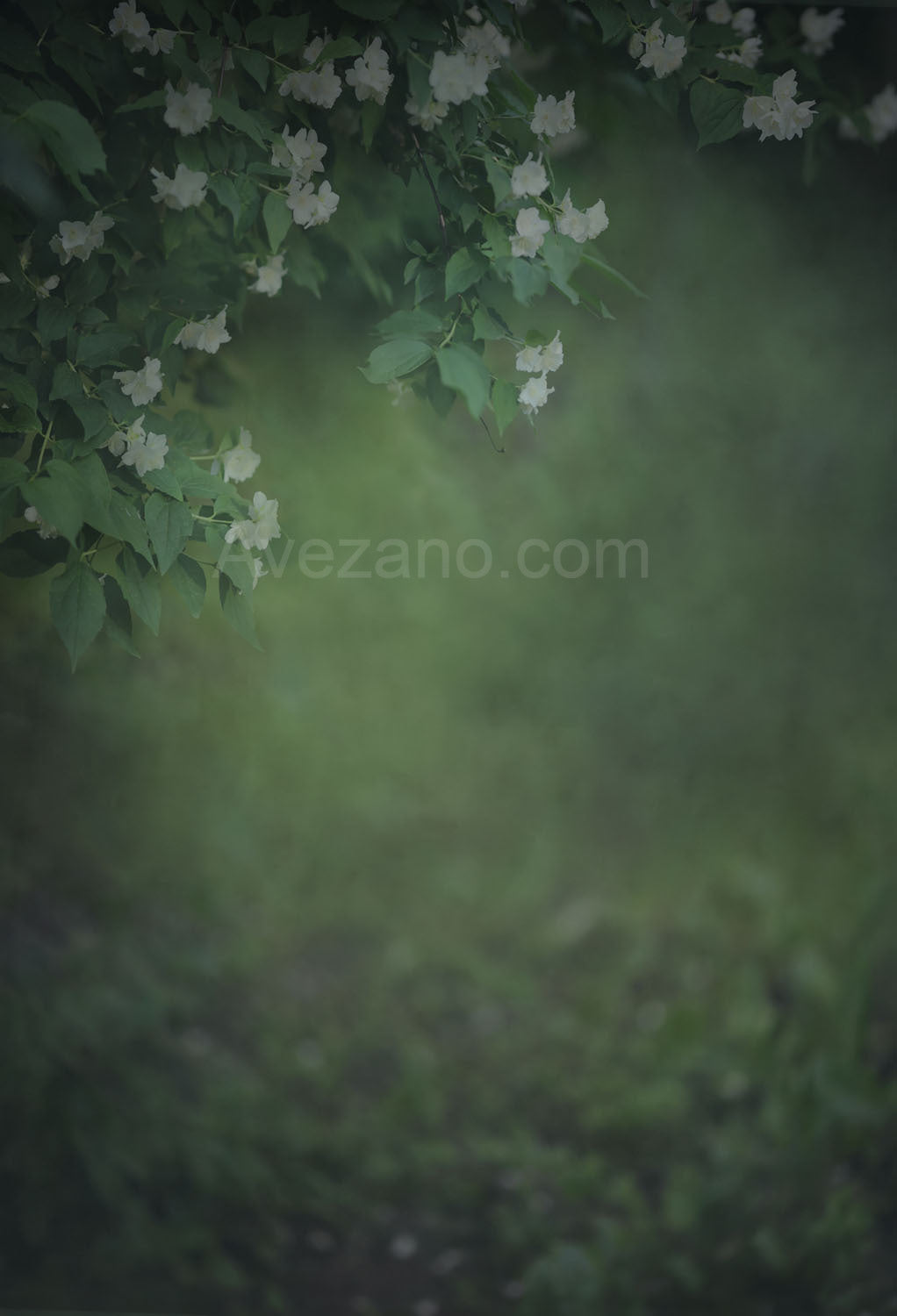 Avezano Printemps vert blanc fleurs Femme enceinte Photographie Toile de fond