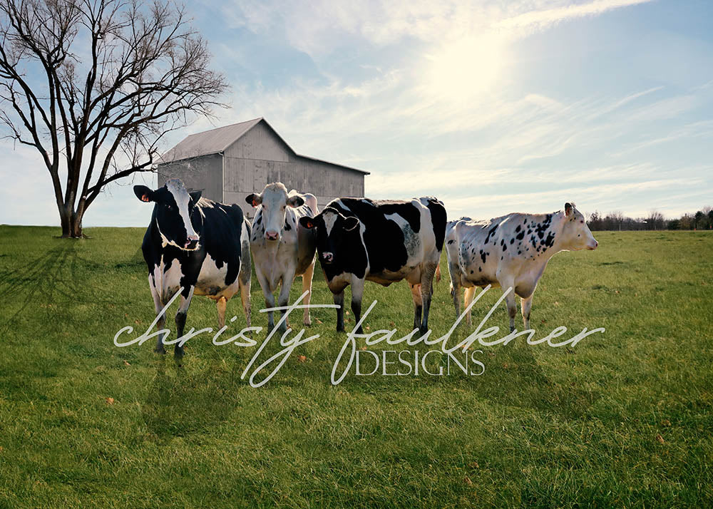 Toile de fond pour photographie de la ferme de vaches Avezano conçue par Christy Faulkner