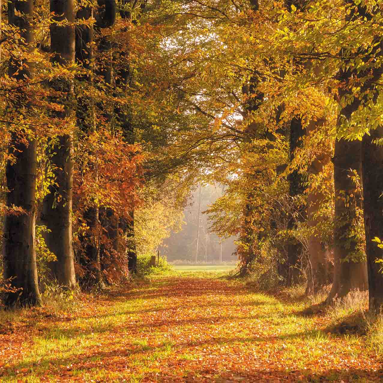 Avezano Avenue Of Falling Leaves Autumn Backdrop For Photography