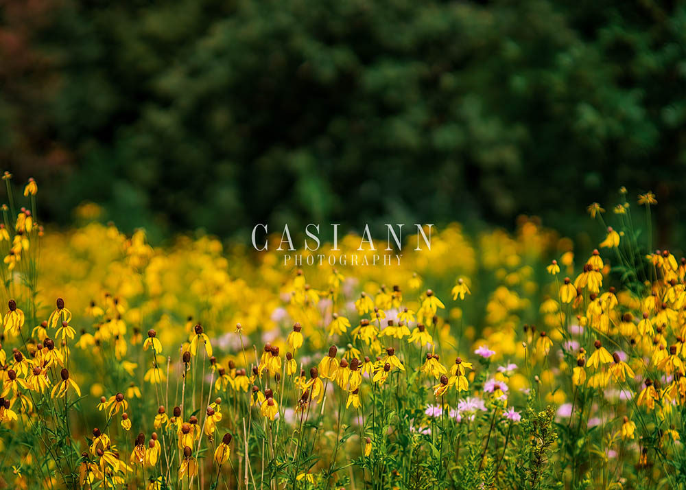 Avezano Yellow Wildflowers and Trees Photography Backdrop Designed By Casi Ann-AVEZANO