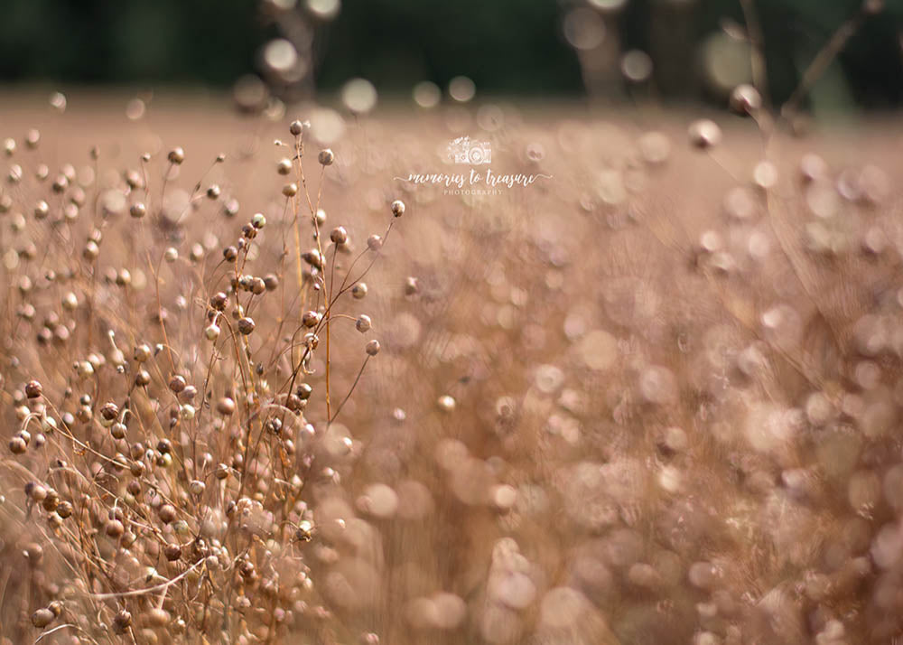 Avezano A Plant Backdrop for Photography By Paula Easton-AVEZANO