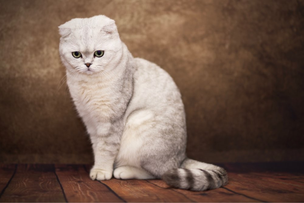 Avezano Rétro Brun Mélangé Avec Une Texture De Fumée Abstraite Jaune Toile De Fond Principale Pour La Photographie De Portrait