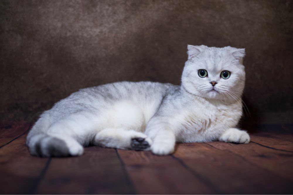 Avezano Retro Blackbrown Abstract Texture Master Backdrop For Portrait Photography-AVEZANO