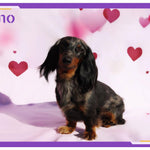 Tips for Pet Photography: Poses, Backdrops, and Making Your Furry Friend Shine
