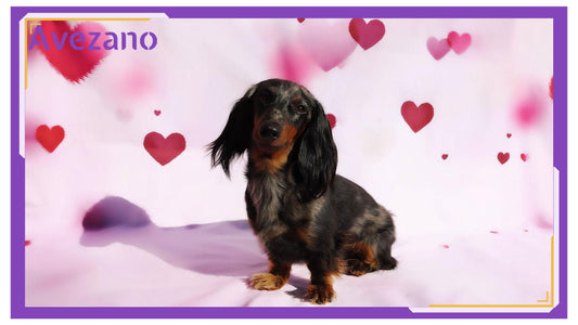 Tips for Pet Photography: Poses, Backdrops, and Making Your Furry Friend Shine