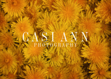 Avezano Bright Painterly Dandelions Photography Backdrop Designed By Casi Ann-AVEZANO