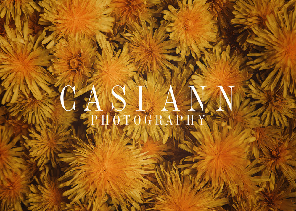 Avezano Dandelion in Dark Tones Photography Backdrop Designed By Casi Ann-AVEZANO
