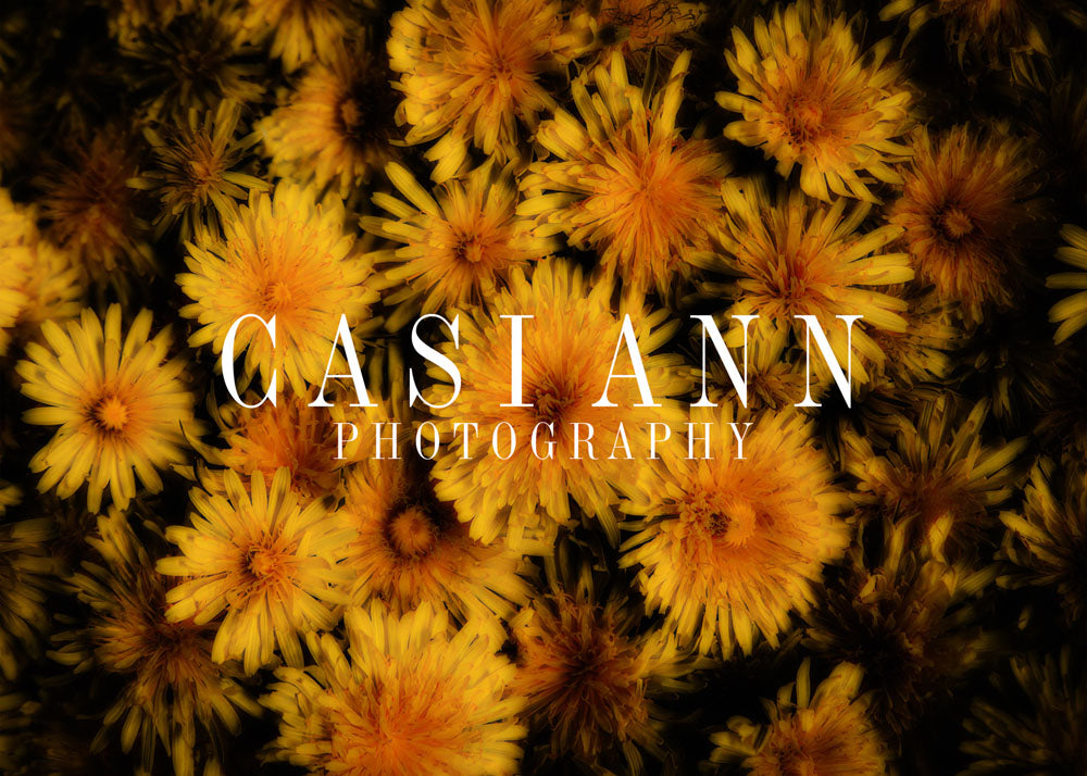 Avezano Painterly Dandelion in Dark Tones Photography Backdrop Designed By Casi Ann-AVEZANO
