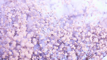 Avezano Spring Lilac Flowers Photography Backdrop Designed By Danyelle Pinnington