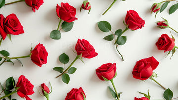 Avezano Valentine's Day Rose Photography Backdrop Designed By Danyelle Pinnington