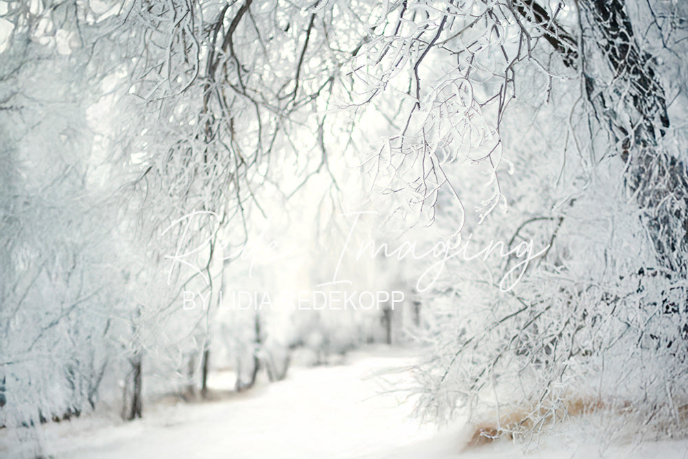 Avezano Frosty Tree Winter Photography Backdrop Designed By Lidia Redekopp