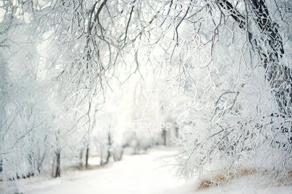 Avezano Frosty Tree Winter Photography Backdrop Designed By Lidia Redekopp
