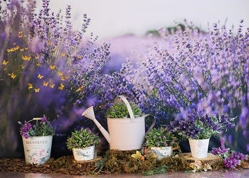 Avezano Lavender Flowers Potted Plant Background Photography Background