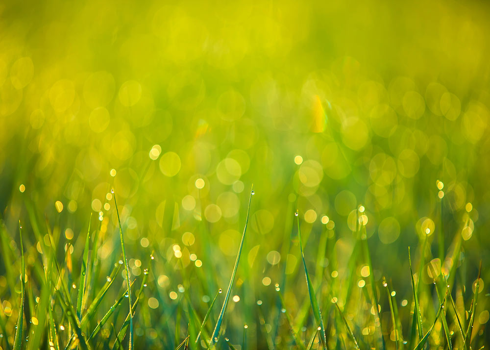 Avezano Green Grass Spring Photography Backdrop-AVEZANO