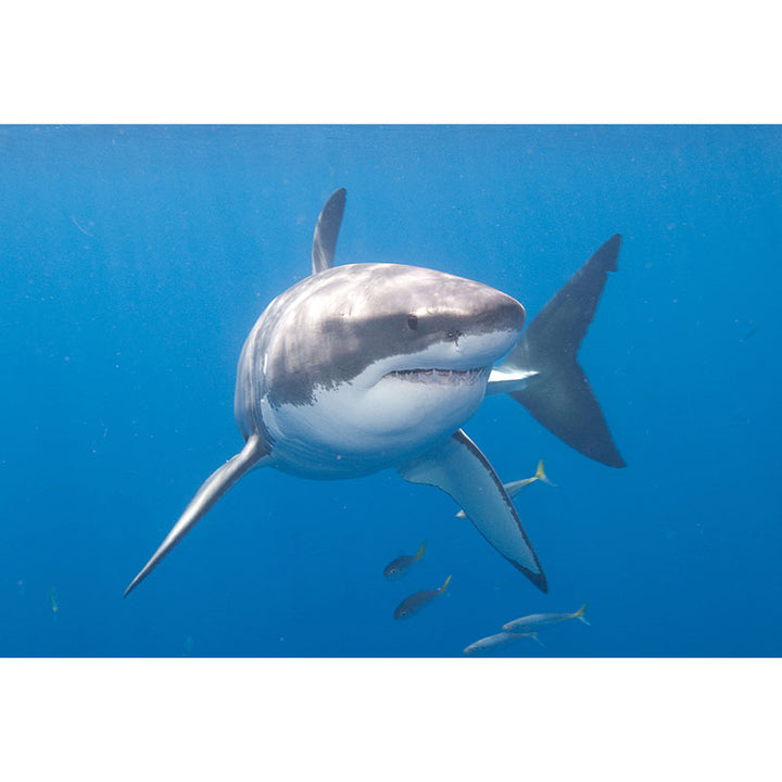 Avezano Big Shark Undersea World Photography Backdrop-AVEZANO