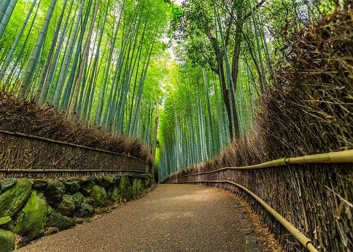 Avezano The Road In The Bamboo Forest Scene Photography Backdrop-AVEZANO