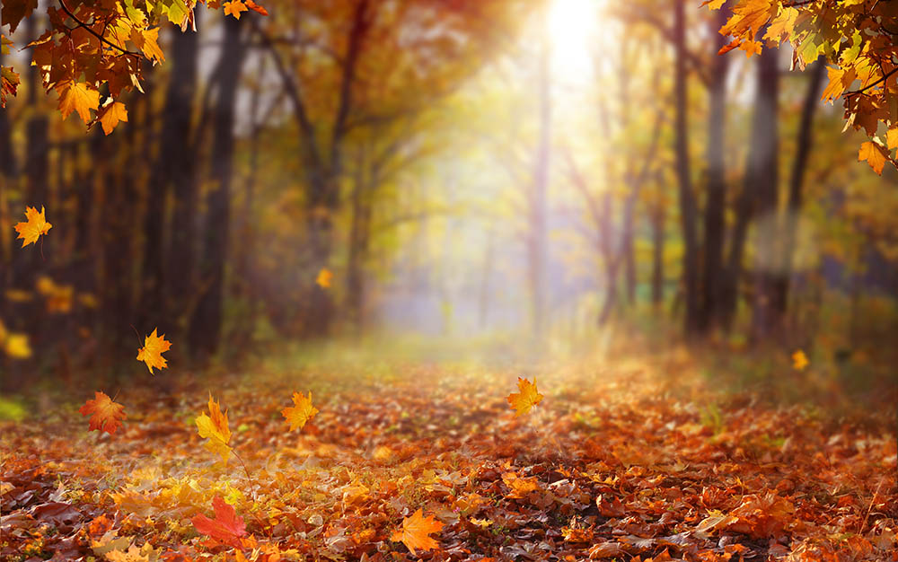 Avezano Fallen Leaves In Autumn Forest Photography Backdrop-AVEZANO