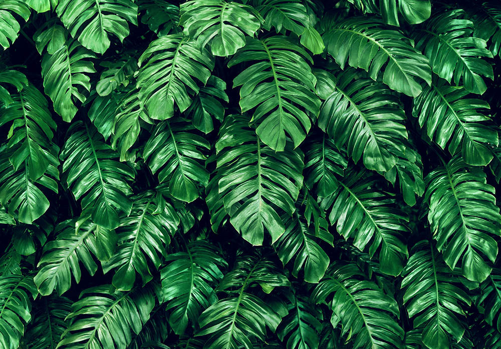 Avezano Green Leaves Photography Backdrop Home Banner-AVEZANO