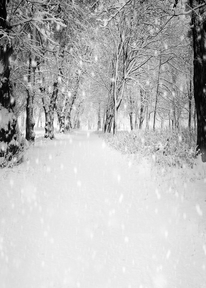 Avezano Walk In The Winter Forest Photography Background-AVEZANO