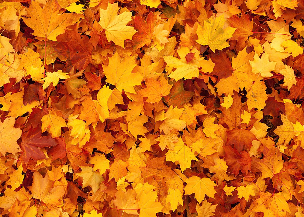 Avezano Golden Maple Leaf Autumn Photography Backdrop-AVEZANO