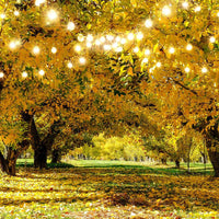 Avezano Autumn Trees Photography Backdrop