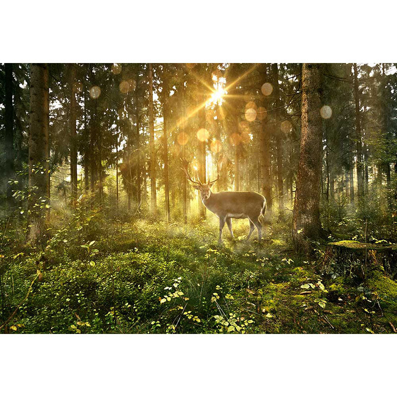 Avezano Deer In The Forest With Bokeh Sunshine Spring Photography Backdrop-AVEZANO