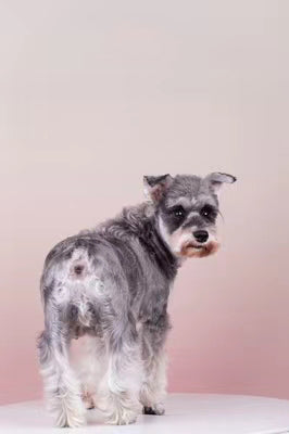 Avezano Pink Deepens Gradually Gradient Backdrop For Portrait Photography