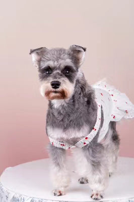 Avezano Pink Deepens Gradually Gradient Backdrop For Portrait Photography