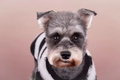 Avezano Pink Deepens Gradually Gradient Backdrop For Portrait Photography