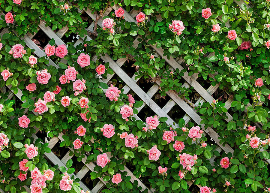 Avezano Pink Flowers Fence Wall Spring Photography Backdrop-AVEZANO