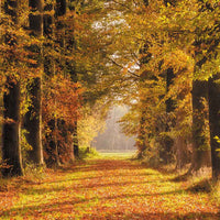 Avezano Avenue Of Falling Leaves Autumn Backdrop For Photography-AVEZANO