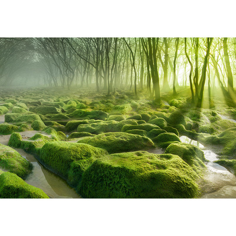 Avezano Mossy Stones In The Forest And Trees Photography Backdrop-AVEZANO