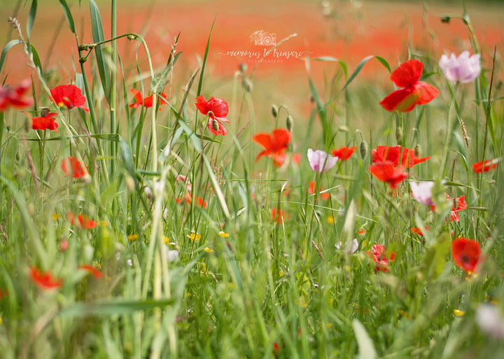 Avezano Poppies Backdrop for Photography Designed By Paula Easton-AVEZANO