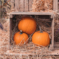 Avezano Three Pumpkins Halloween Backdrop for Photography-AVEZANO