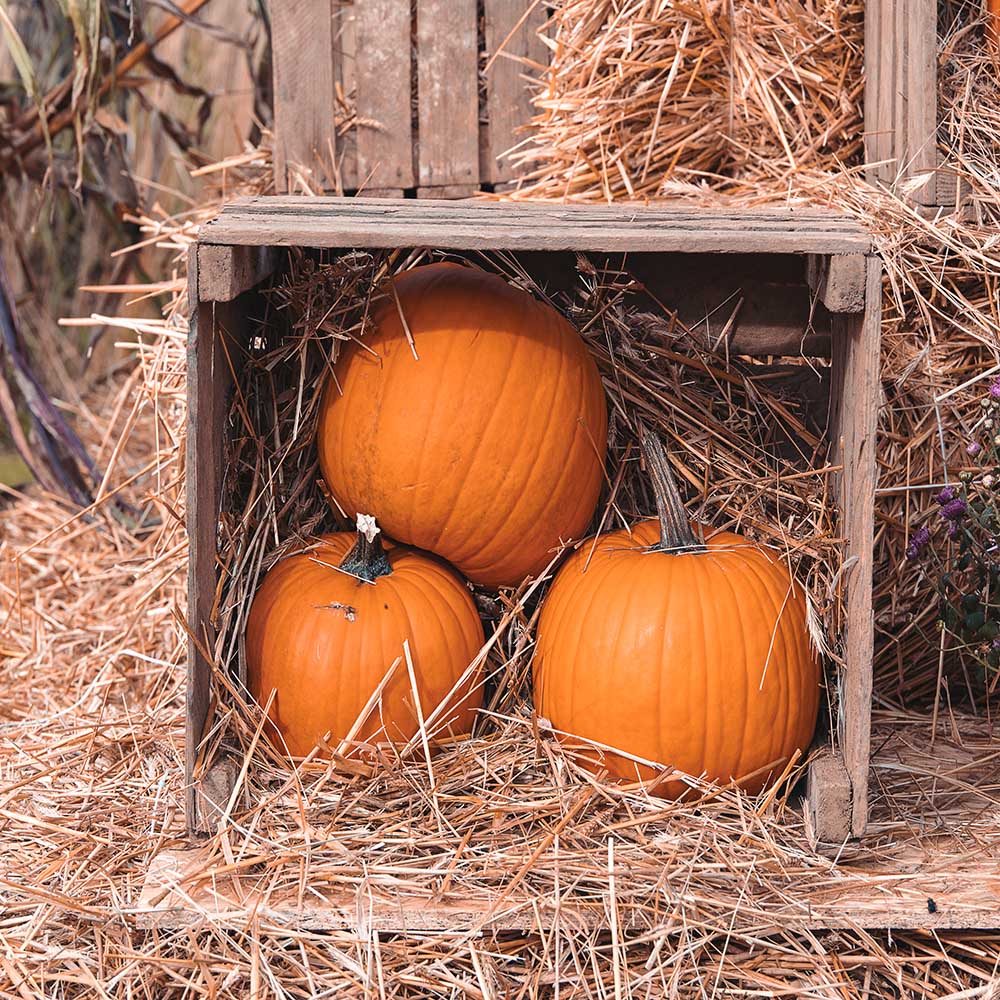 Toile de fond d'Halloween à trois citrouilles d'Avezano pour la photographie 