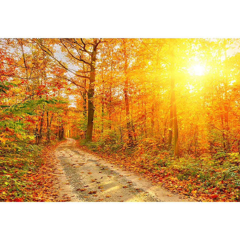 Avezano Path In The Autumn Forest Under The Sun Photography Backdrop-AVEZANO