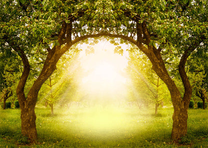 Avezano Tree Gate Photography Backdrop-AVEZANO