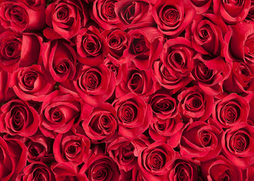 Avezano Red Roses Photography Backdrop-AVEZANO