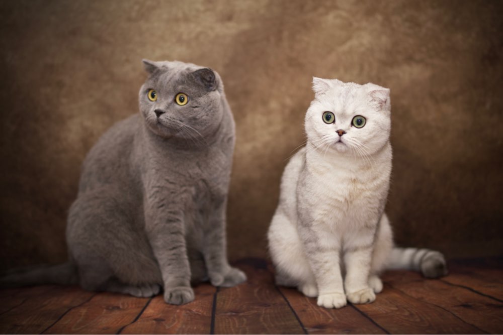 Avezano Retro Brown Mixed With Yellow Abstract Smoke Texture Master Backdrop For Portrait Photography-AVEZANO