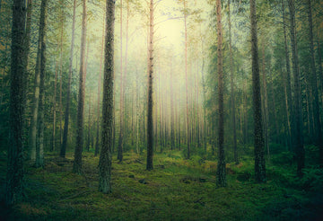Avezano Early Morning Forest Photography Backdrop-AVEZANO